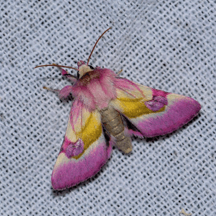 Stunning moth (Philareta treitschkii), photo taken by @yaylalperen
