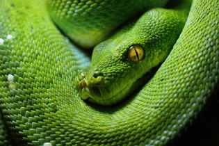 green-tree-python-morelia-viridis-snake-1024x684.jpg.webp