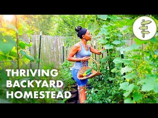 Woman's Incredible Backyard Homestead Produces TONS of Food for Her Family - URBAN GARDEN TOUR