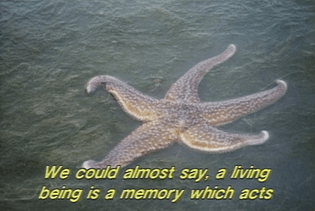 Mon oncle d’amerique (Alain Resnais, 1980)
