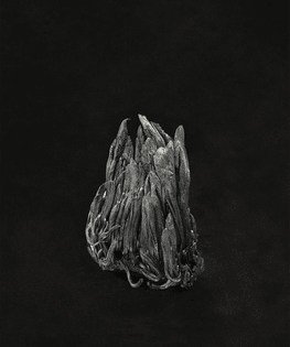 Mary Mattingly, Elements in My Camera, 2016–ongoing