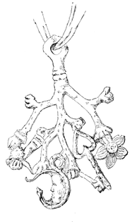 cimaruta_-_elworthy.jpg