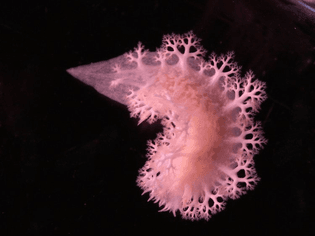 naked-gill-sea-slug.jpg