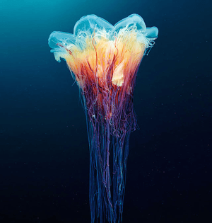 jellyfish-underwater-photography-alexander-semenov-4.jpg