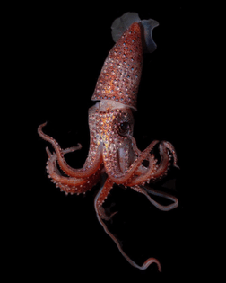 little strawberry squid