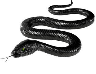 37641-4-black-snake-transparent-image.png