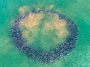A school of bluefish forming a circle in shallow water.
