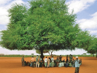 Peace tree Somalia