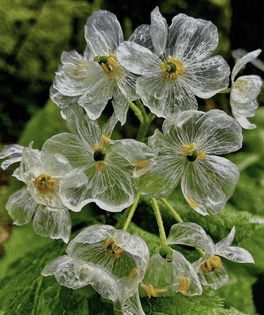 Diphylleia Grayi
