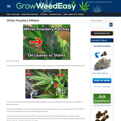 White Powdery Mildew on Cannabis Plants - Identification & Solution!