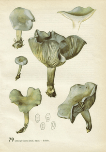 09cf65c2c2bcee85aa21d7b3e13ce871-botanical-illustration-fungi.jpg