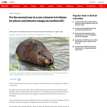 For the second year in a row, a beaver is to blame for phone and internet outages in northern B.C. | CBC News