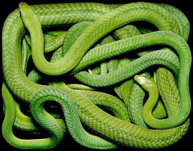 alienanimalGreenSnakes