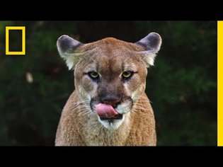 See Why the Mysterious Mountain Lion Is the 'Bigfoot' of Big Cats | Short Film Showcase