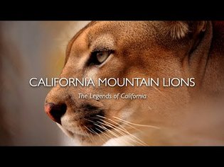 California Mountain Lions: The Legends of California - YouTube
