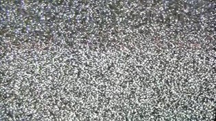 Eryk Salvaggio: Flowers Blooming Backward Into Noise (2023)
