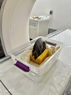 Fish on a sponge for an MRI