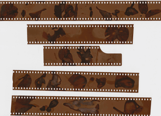 expired-roll-phytogram-results__fitwze1mzysody0xq.jpg
