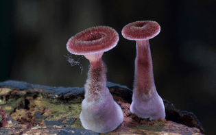 doorofperception.com_steve_axford-fungi-mushrooms-2-840x525.jpg