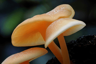 doorofperception.com_steve_axford-fungi-mushrooms-73-840x559.jpg