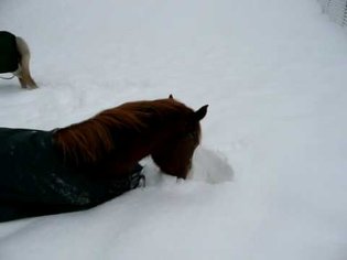 stetson rolling in the snow ( horse playing in snow )
