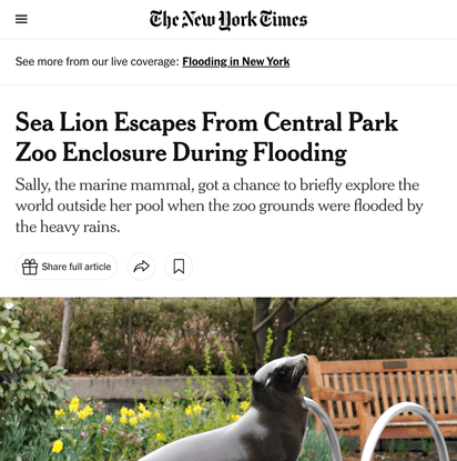 Sea Lion Escapes From Central Park Zoo Enclosure During Flooding