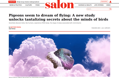 Pigeons seem to dream of flying: A new study unlocks tantalizing secrets about the minds of birds | Salon.com