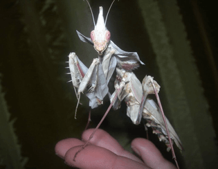Devil's Flower Mantis