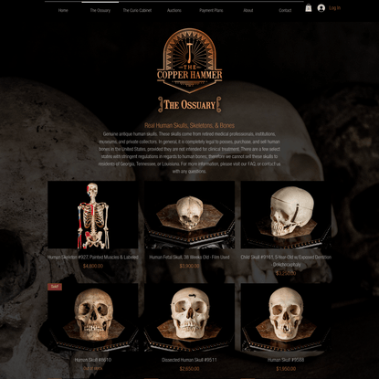 The Ossuary | The Copper Hammer | Real Human Skulls & Bones for Sale