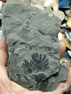 Permian plant fossil fern rotifer fossil