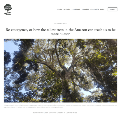 Re-emergence, or how the tallest trees in the Amazon can teach us to be more human — Camino Verde