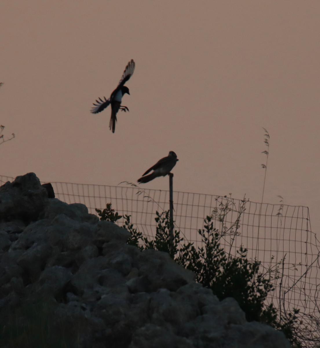 area bird of the moment