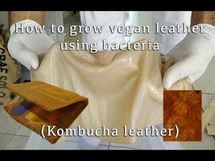 How to Grow Leather-Like Material Using Bacteria (Making Kombucha Leather)