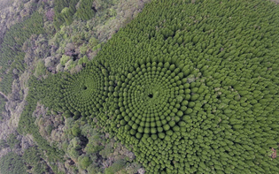 Japan tree's circles