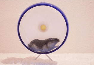 A hamster runs on a blue hamster wheel