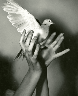 Pierre Jahan, Dove (ca. 1940)