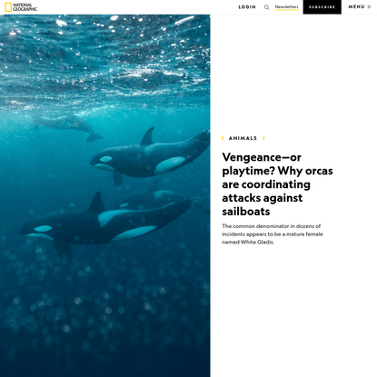 Vengeance-or playtime? Why orcas are coordinating attacks against sailboats