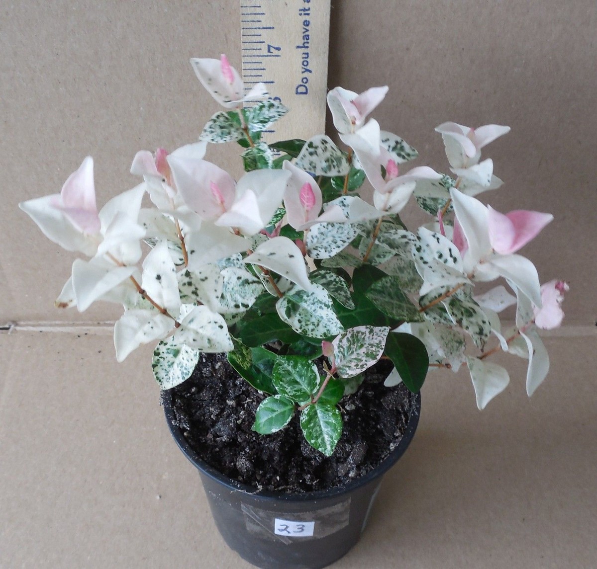 Snow N Summer™ Asiatic Jasmine in 1.38 pint Pot RARE VARIEGATED — Are.na