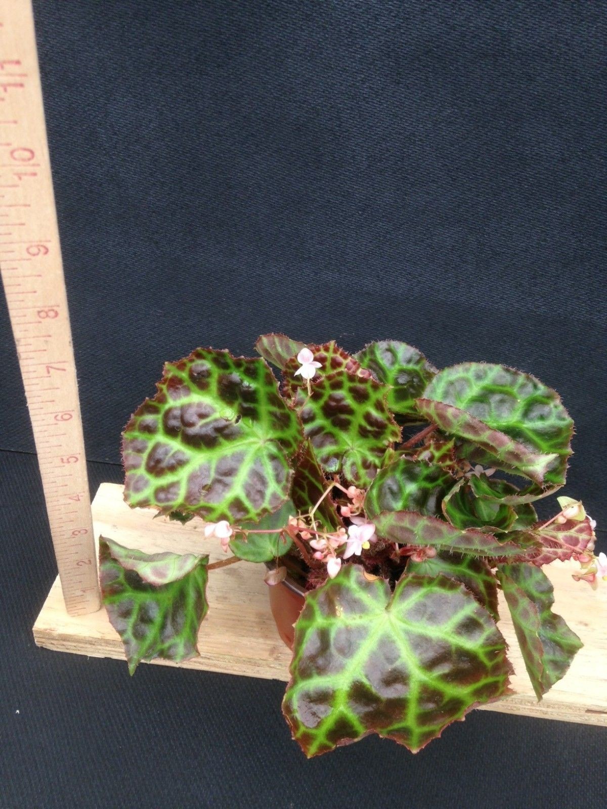 Begonia rajah. RARE terrarium Begonia! — Are.na