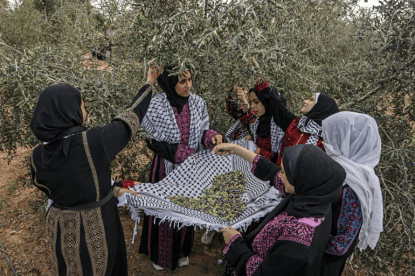 ‘Our hearts burn’: Gaza’s olive farmers say Israel war destroys harvest