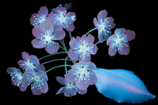 UV Flowers