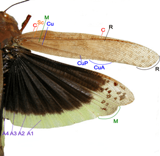 https://en.wikipedia.org/wiki/Insect_wing