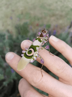 Flower mantis, Pseudocreobotra wahlbergi