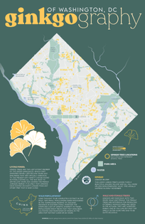 The ginko trees of DC