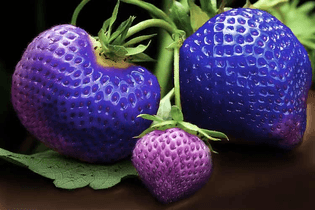blue-strawberries.jpg
