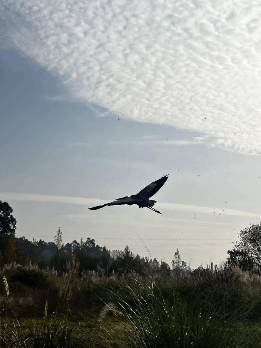 area bird of the moment