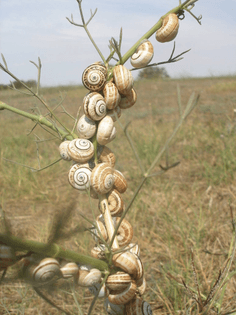 tree_snails_by_kingdom_leo-d3109nw-1-.jpg