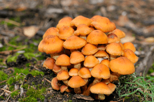 _dsc3451-fungi.jpg