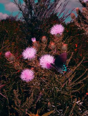 brandondavidko-photography-itsnicethat-eclipse_butterfly.jpg?1517838832