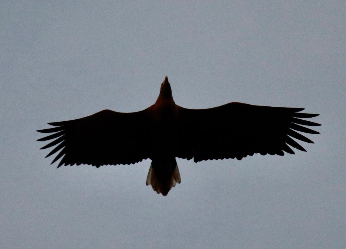 A photo of a random bird